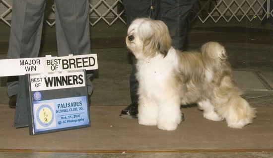 Tri-color Tibetan Terrier standing on the floor next to a Best of Breed and Best of Winners plaque