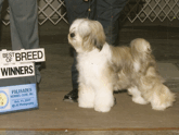 Tri-color Tibetan Terrier standing on the floor next to a Best of Breed and Best of Winners plaque
