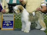 Tri-color Tibetan Terrier standing on a platform next to a Winners plaque