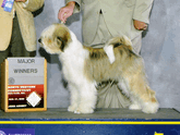 Tri-color Tibetan Terrier standing on a platform next to a Major Winners plaque