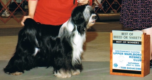 Black-and-white Tibetan Terrier standing for show photo