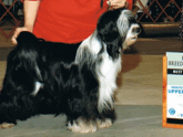 Black-and-white Tibetan Terrier standing for show photo
